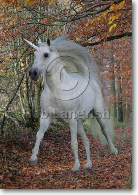 pic61SFUnicorn