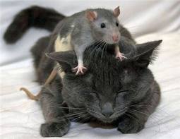 images (6)