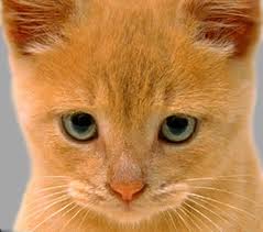 images (8)