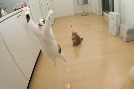 images (9)