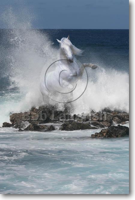 pic02SF.SpiritOfTheSea