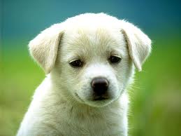 images (20)