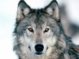 images (22)