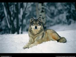 images (33)