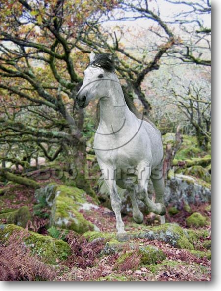 pic43SFFantasy Horses
